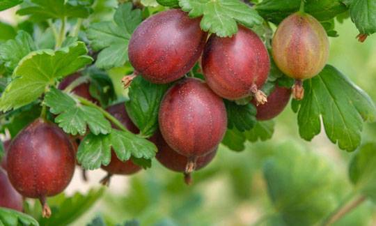 Gooseberries :: Kriegers Wholesale Nursery Inc. :: Specializing in the ...