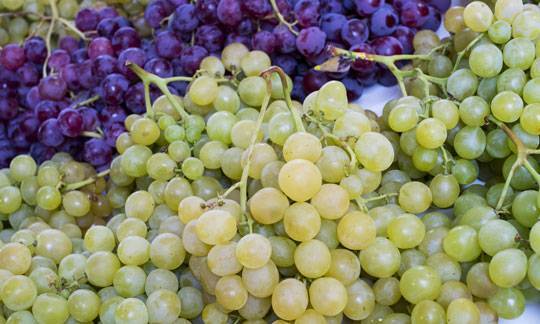 Thompson's Seedless Grapevines For Sale at Ty Ty Nursery