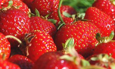 Fragaria 'Allstar' (Junebearing Strawberry)